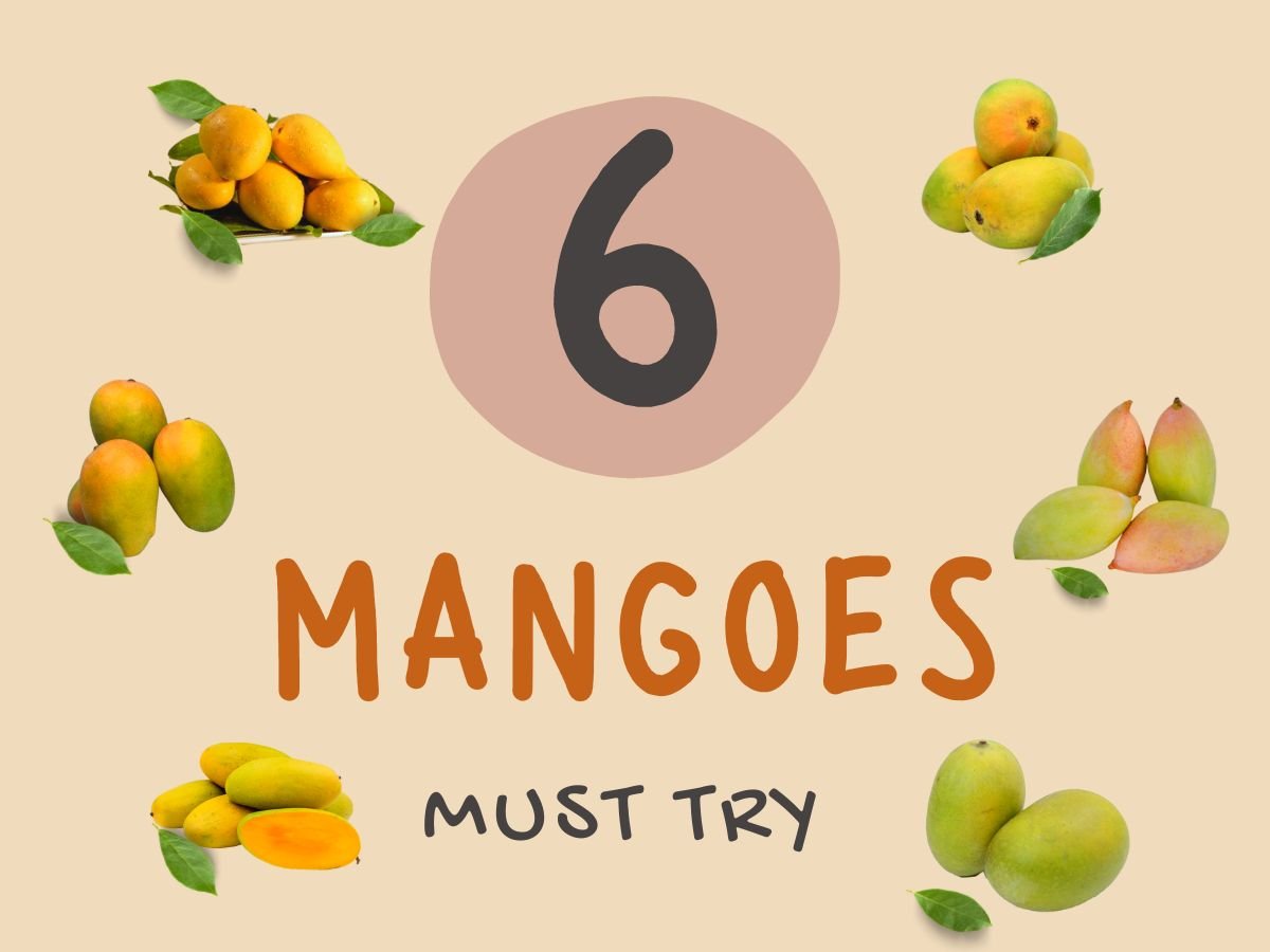 Top 6 Mangoes You Must Try in Mango Season!